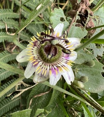 Passiflora alnifolia