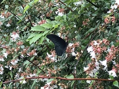 Papilio memnon thunbergii