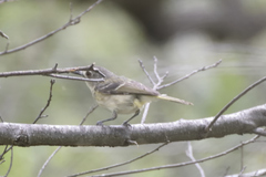 Vireo nelsoni