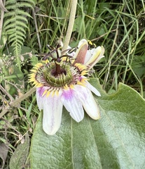 Passiflora alnifolia