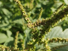 Amaranthus