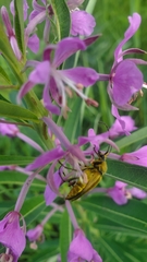 Lepturobosca