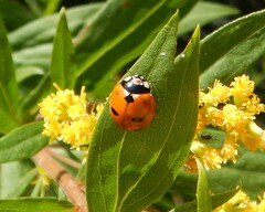 Coccinella transversoguttata