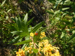 Coccinella transversoguttata