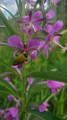 Lepturobosca