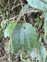 Passiflora alnifolia