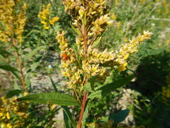 Coccinella transversoguttata