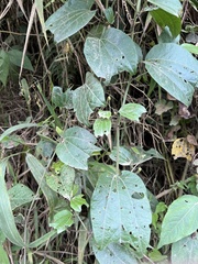 Passiflora alnifolia