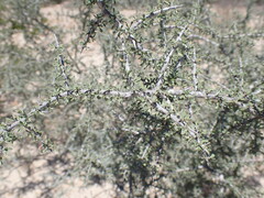 Condalia spathulata