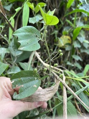 Passiflora alnifolia