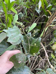 Passiflora alnifolia