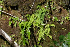 Lindsaea viridis