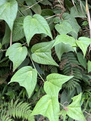 Passiflora cisnana