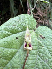 Passiflora cisnana