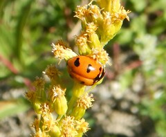 Coccinella transversoguttata