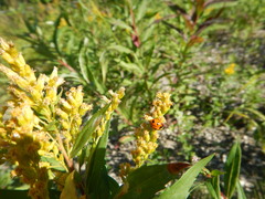 Coccinella transversoguttata