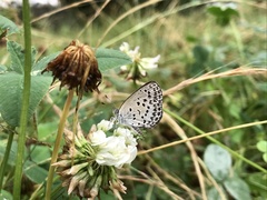 Pseudozizeeria maha