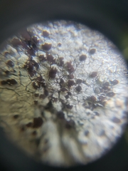 Lecanora saxigena