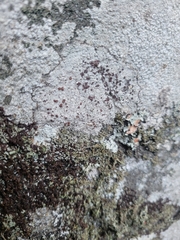 Lecanora saxigena