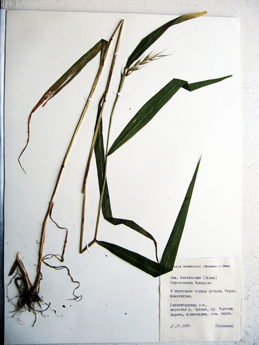 Hystrix komarovii iNat (2)