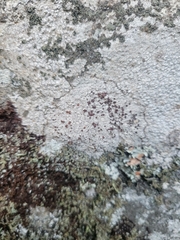 Lecanora saxigena