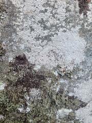 Lecanora saxigena