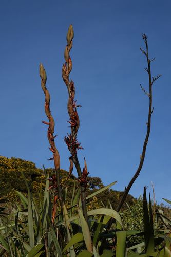 Phormium tenax