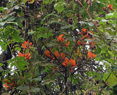 Erythrina poeppigiana
