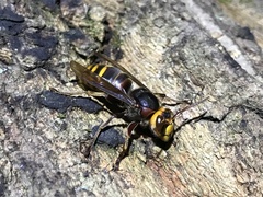 Vespa crabro flavofasciata