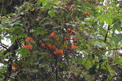 Erythrina poeppigiana