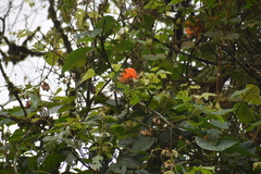 Erythrina poeppigiana