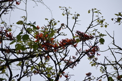 Erythrina poeppigiana