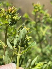 Hypericum formosum