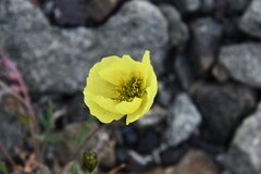 Papaver pulvinatum