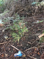 Podocarpus totara
