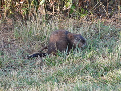 Ondatra zibethicus