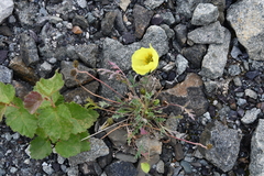 Papaver pulvinatum