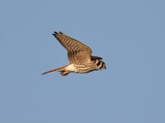 Falco sparverius