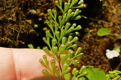 Lindsaea viridis