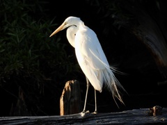 Ardea alba