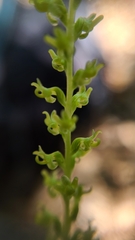 Platanthera colemanii