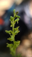 Platanthera colemanii