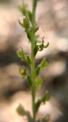 Platanthera colemanii