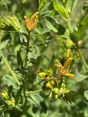 Hypericum formosum