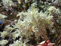 Artemisia mauiensis