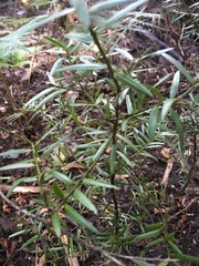 Podocarpus totara