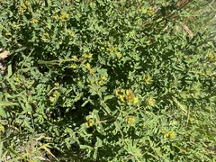 Hypericum formosum