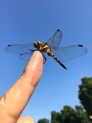 Orthetrum albistylum