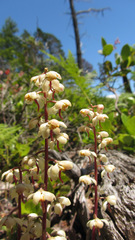 Pyrola chlorantha