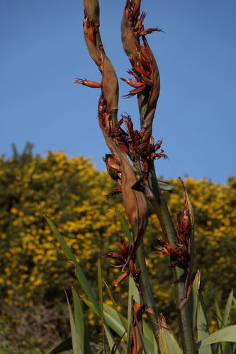 Phormium tenax